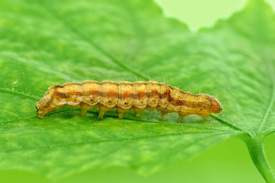 Caterpillar crawling over green leaf