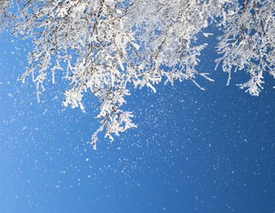 Branches in frost
