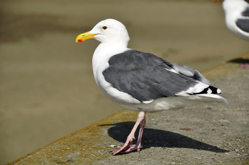capture of a seagull at the beach on a wall