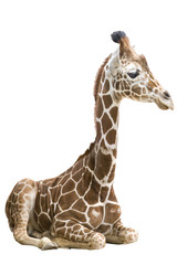 Girafe wd261