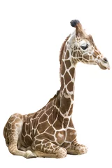 Papier Peint photo Lavable Girafe Girafe wd261