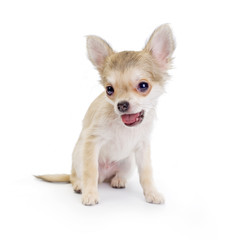 pale beige chihuahua puppy on white