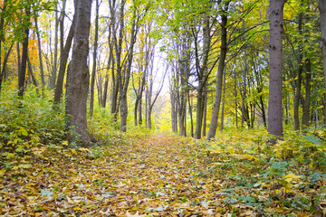 Obraz premium Forest