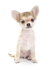 pale beige chihuahua puppy sitting on white