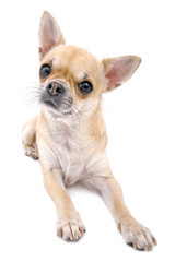 nice chihuahua portrait isolated