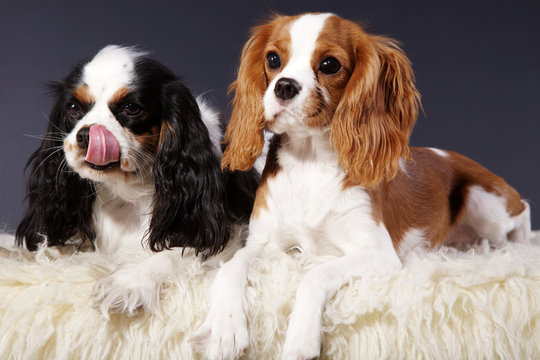 Cavalier King Charles Spaniel P&auml;rchen Portr&auml;t