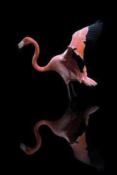 Fototapeta flamingo