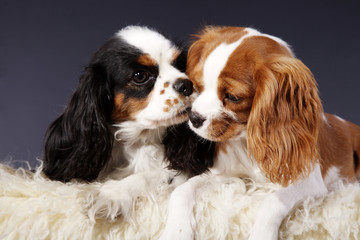 Cavalier King Charles Spaniel Pärchen küsst sich Porträt