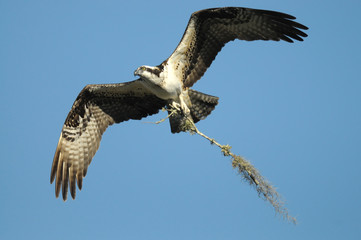 balbuzard pécheur osprey