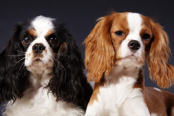 Cavalier King Charles Spaniel Pärchen Porträt