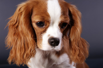 Cavalier King Charles Spaniel braun weiss Nahaufnahme