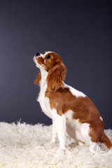 Cavalier King Charles Spaniel Porträt