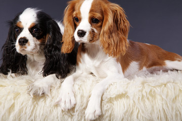 Rasse Cavalier King Charles Spaniel Pärchen Porträt