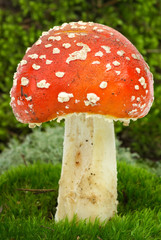 Fly agaric (Amanita muscaria)