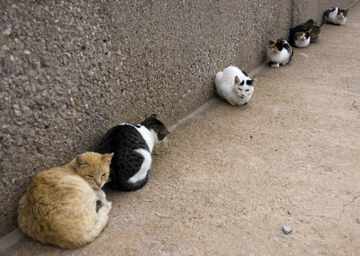 Row of stray cats