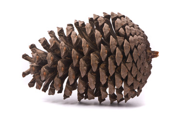 Front view of a pine cone isolated on studio white background