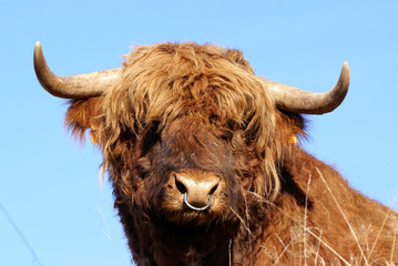 Highland