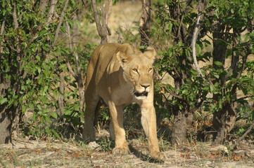 KONICA MINOLTA DIGITAL CAMERA