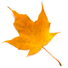 Maple leaf