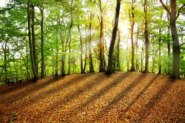 Abends im Wald