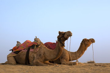 Fototapeta premium in thar desert near jaisalmer