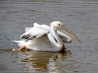 Pelican.
