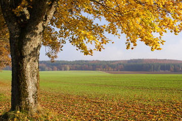 Herbstlandschaft