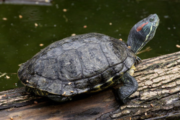 Fototapeta premium Rotwangen-Schmuckschildkröte