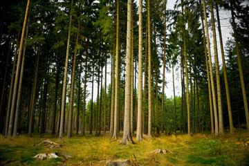 Fototapeta premium in the middle of the forest