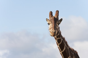 Fototapeta premium girafe