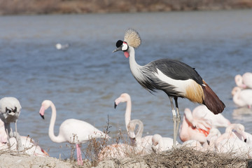 Obraz premium oiseau