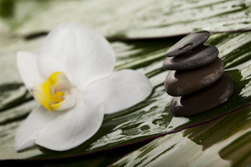 Fototapeta premium Flower and spa