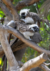 Monkeys on the branches