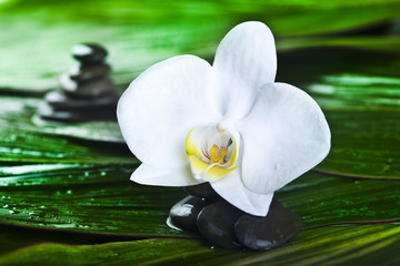 Obraz na płótnie Canvas Orchid martwa natura z białymi kamieniami