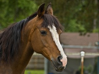 Obraz premium Brown Bay Quarter horse mare