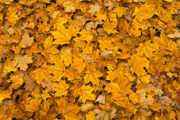 Colored fall leaves on the ground