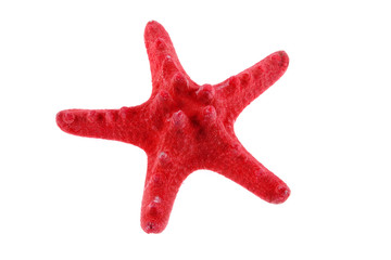 Obraz premium Red starfish