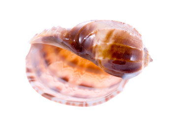 Cockleshell