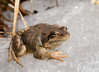 Frog on Ice 7