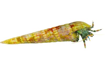 Hermit crab long shell