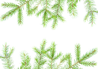 green fir branches with space for your text