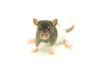 rat