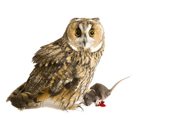 owl with pray isolated on the white background