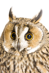 owl isolated on the white background
