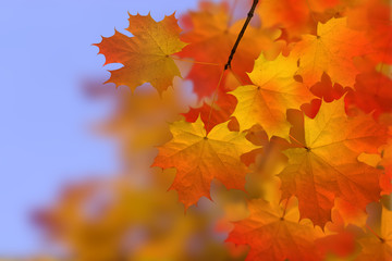 autumn - leaves - colours