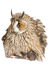 owl isolated on the white background