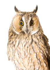 owl isolated on the white background