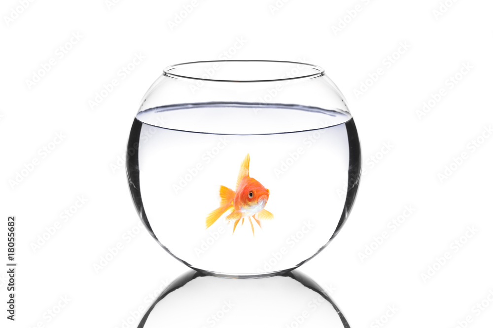 Wall mural Golden fish in a bowl isolated on white background - Wall murals