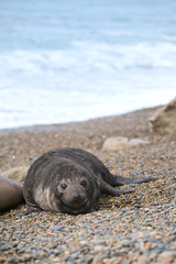 Fototapeta premium Cute baby elephant seal, Valdes Peninsula