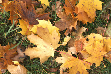 Blätter im Herbst